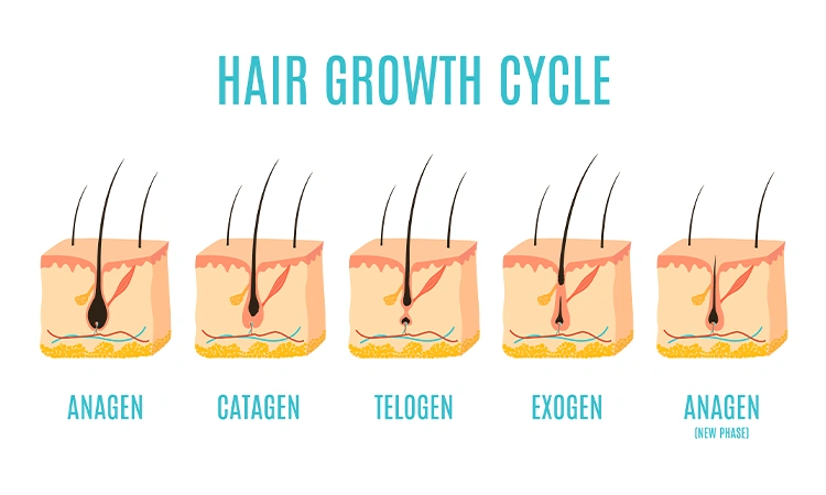 Why men experience hair loss in summer?